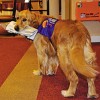 Valentin - Deutschlands erster Alzheimer-Hund