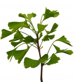 Ginkgozweig