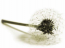 pusteblume!s Avatar